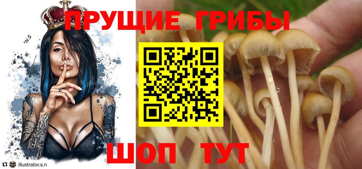 Галлюциногенные грибы Psilocybine cubensis  Галлюциногенные грибы Cubensis  Вход с VPN  Отрадное 